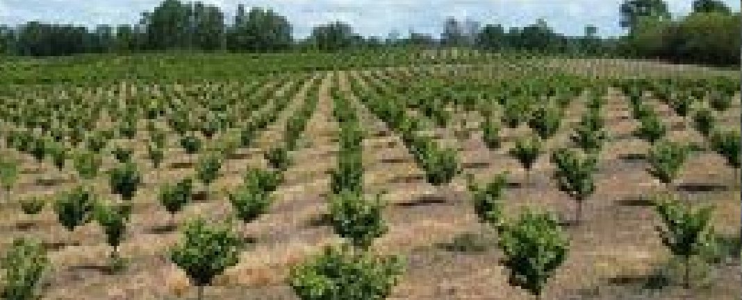 Plantación joven de árboles en hileras