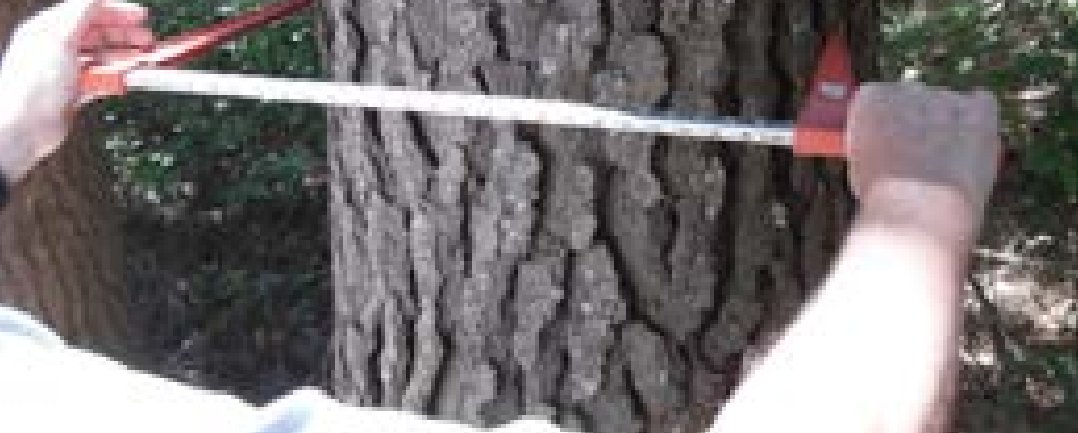 Medición de diámetro de un árbol con huincha forestal